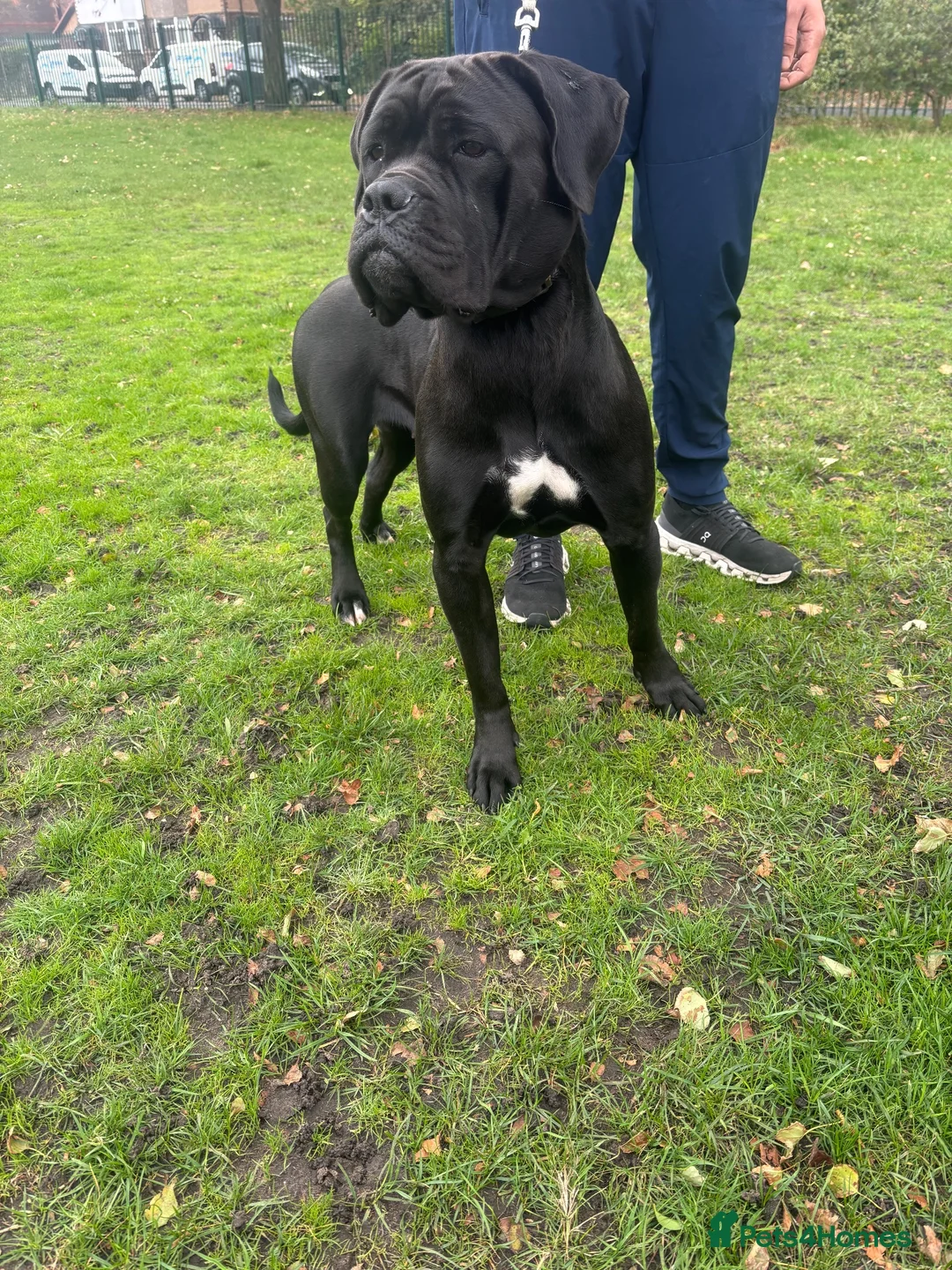 Cane Corso dogs for sale: Dog for rehome  in Liverpool - Advert 1