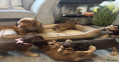 Cocker Spaniel dogs - Advert 15