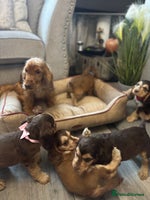 Cocker Spaniel dogs - Advert 10