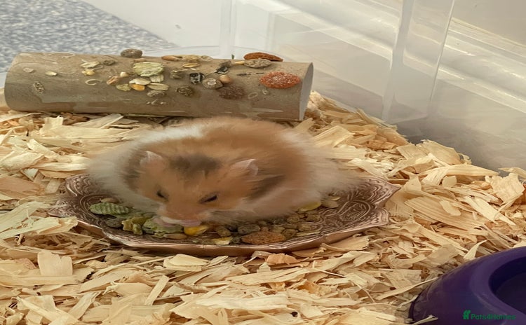 Hamster rodents - Advert 12