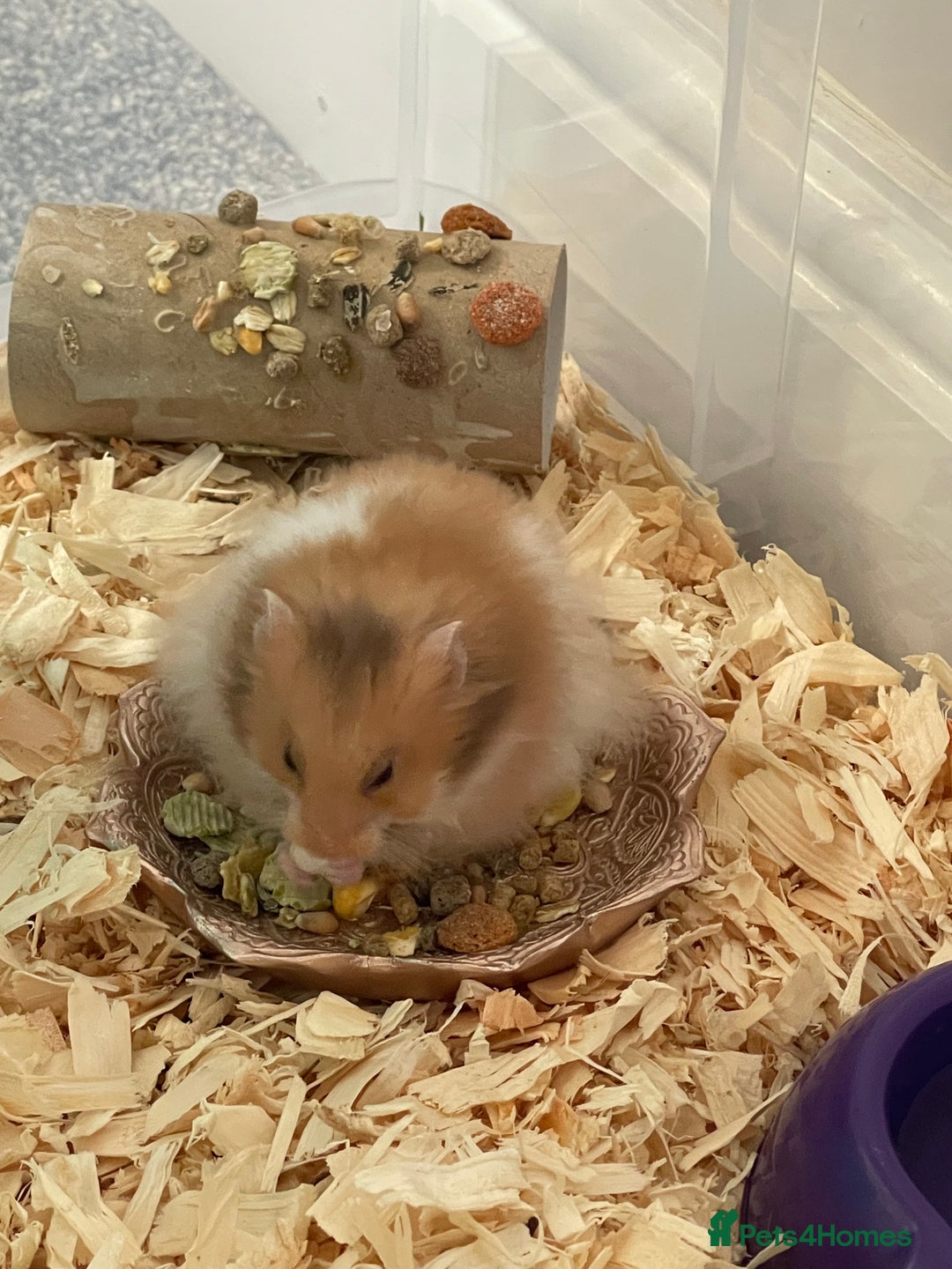 Hamster rodents for sale: *RESERVED* Baby boy Hamster 7 weeks old  - Image 4