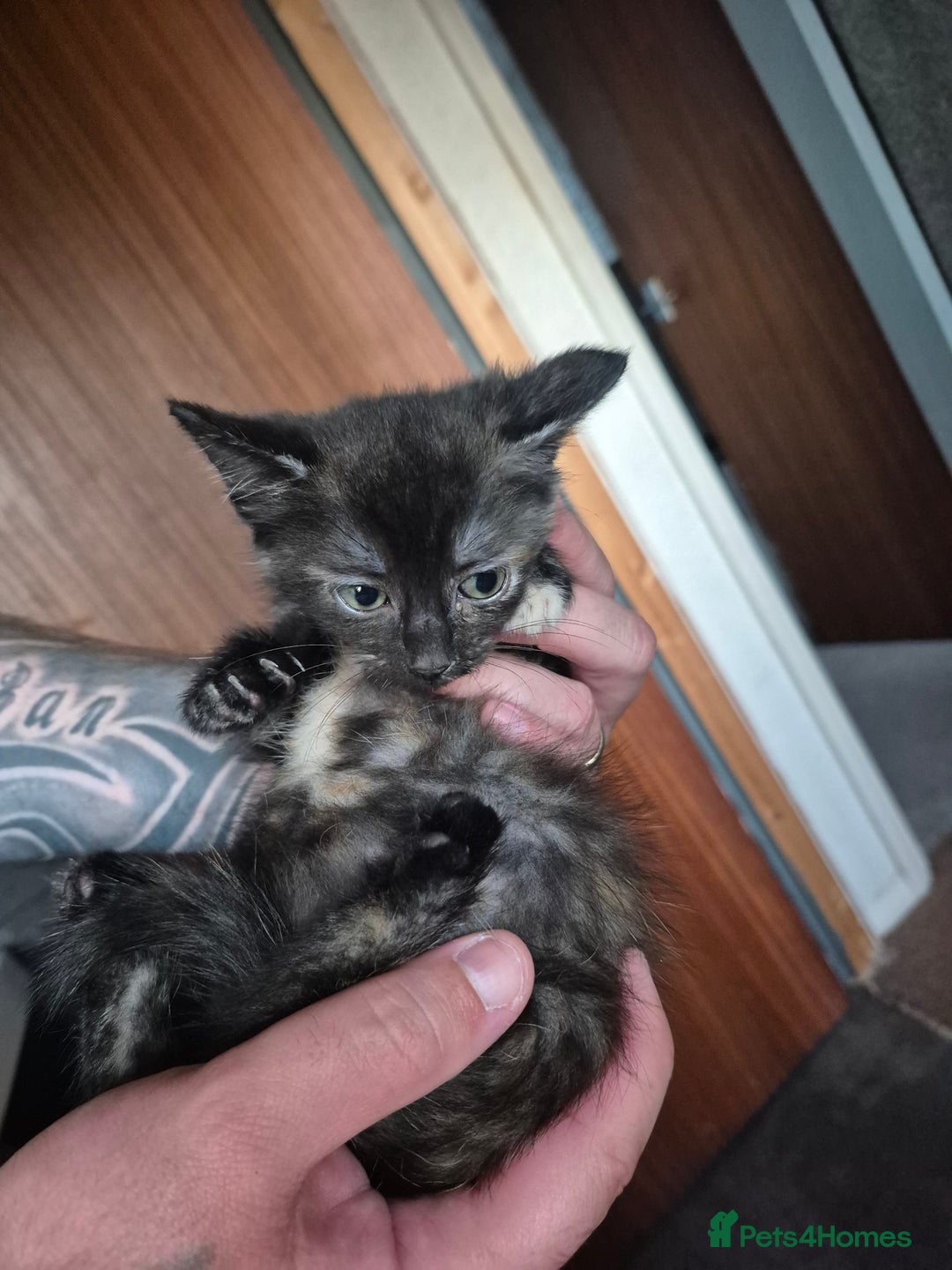 Mixed Breed cats for sale: Kittens  - Image 1