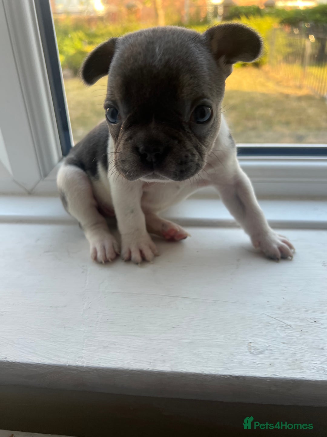 French Bulldog dogs for sale: French bulldogs - Image 3