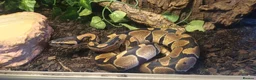 Python Snake reptiles for sale: Male Royal Python  in Huddersfield - Advert 3