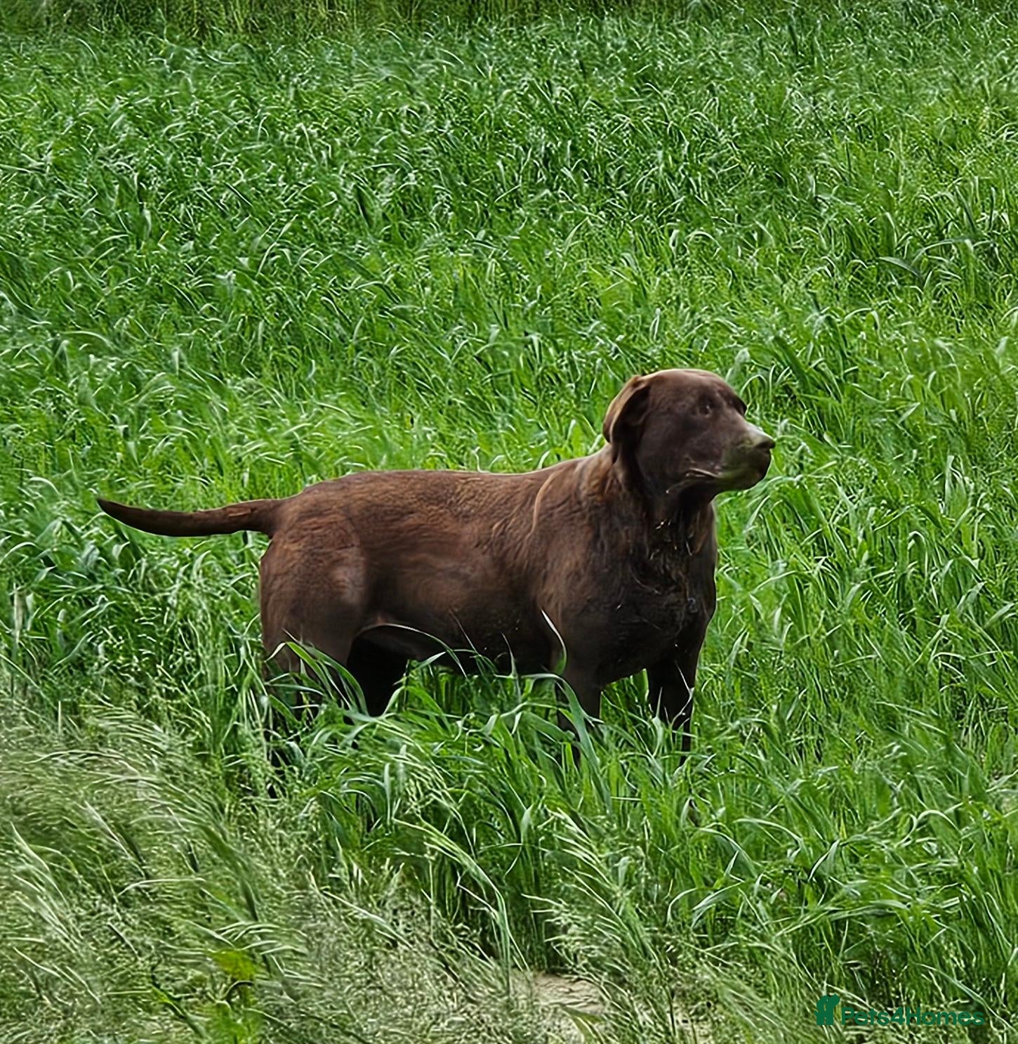 Labrador Retriever dogs BEAUTIFUL 6 YEAR OLD CHOCOLATE LABRADOR - Advert 2