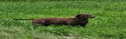 Labrador Retriever dogs for sale: BEAUTIFUL 6 YEAR OLD CHOCOLATE LABRADOR - Advert 2
