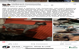 Sphynx cats for sale: 3 adorable Sphynx looking for their forever home  - Image 25