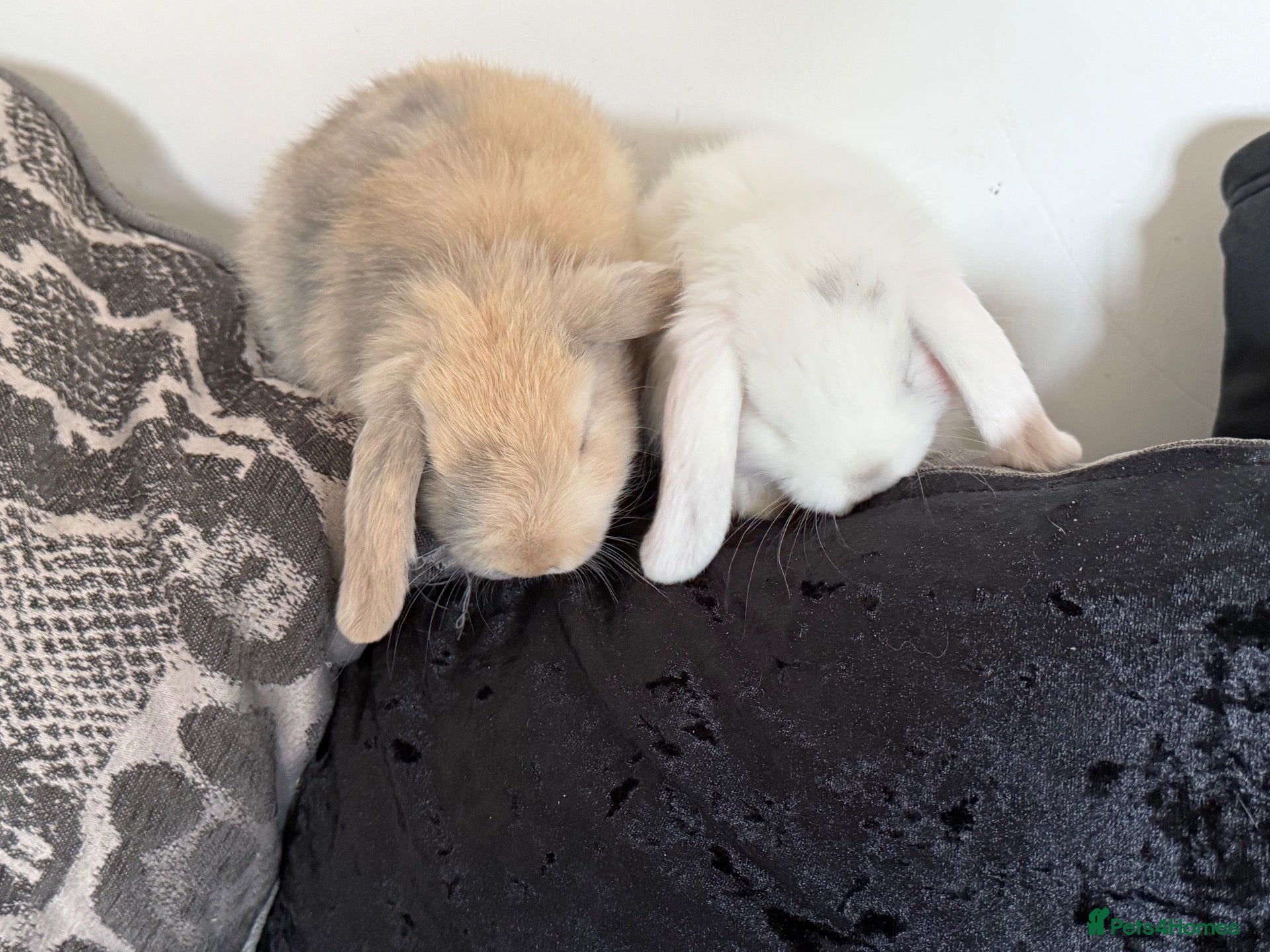 Mini Lop rabbits gorgeous babies   Last two girls left 💕💕🐰🐰 - Advert 2