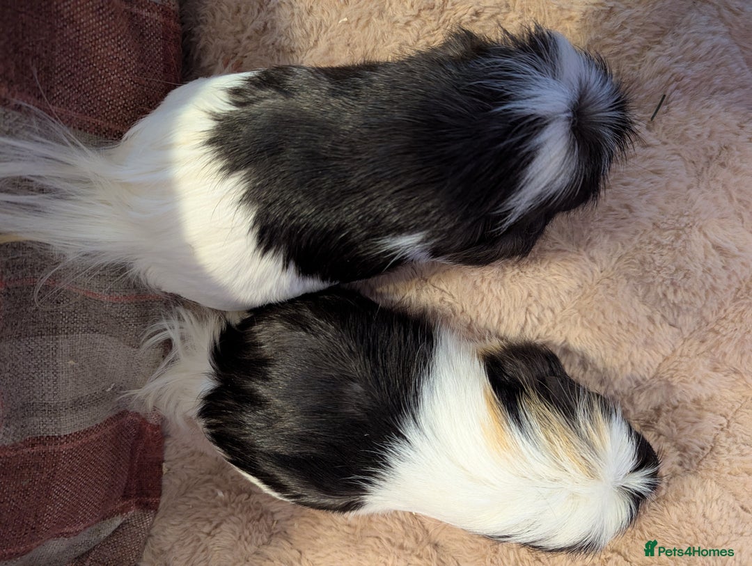 Guinea Pig rodents for sale: Pair of beautiful male sheltie guinea pigs  - Advert 5
