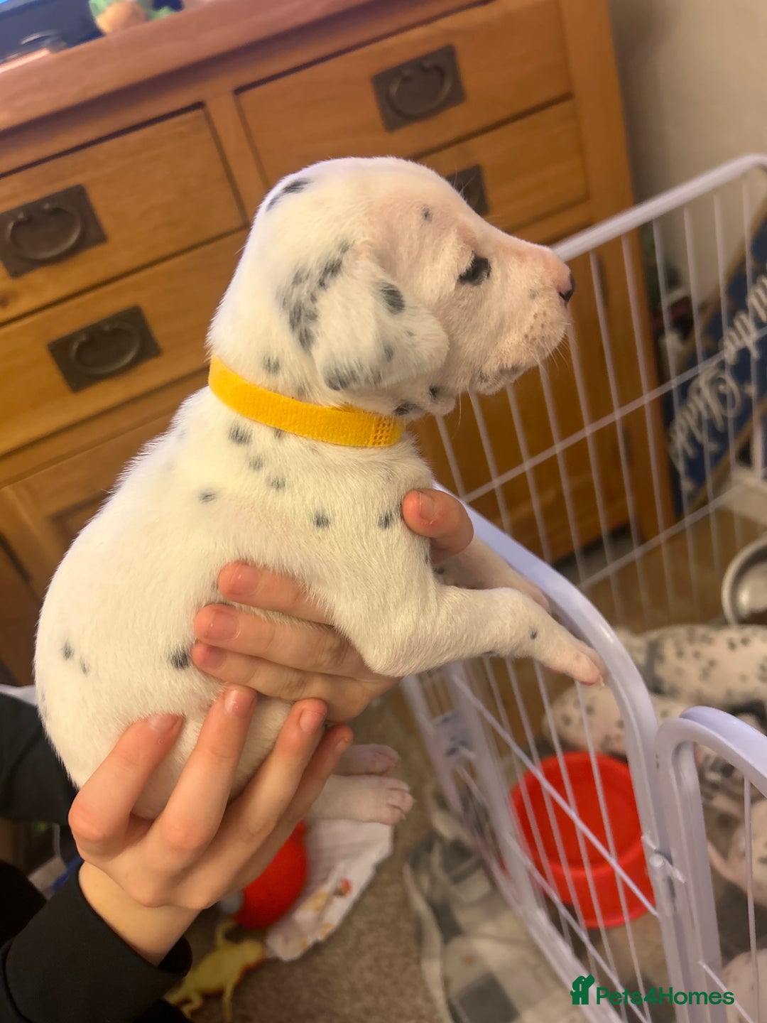 Dalmatian dogs for sale: Beautiful boys, BAER tested full hearing  - Advert 16