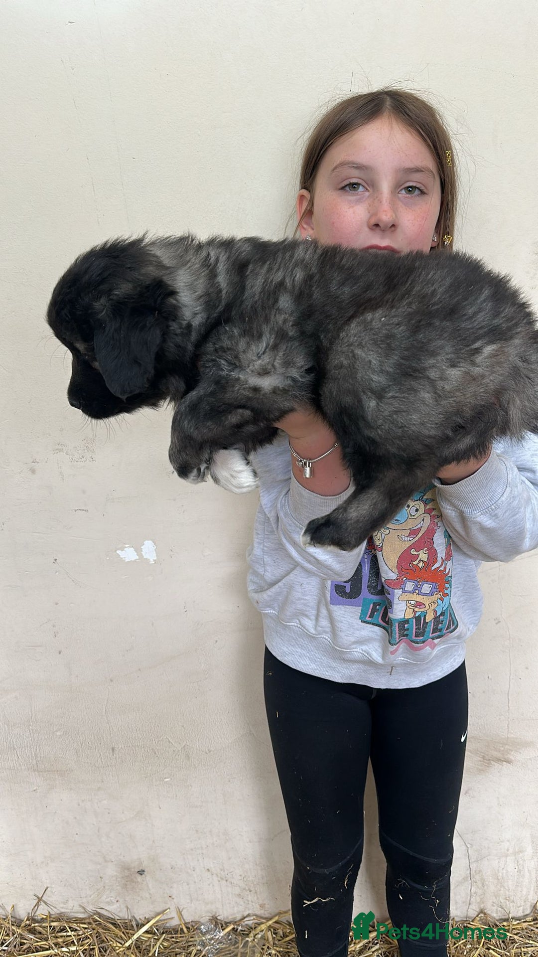 Caucasian Shepherd Dog dogs for sale:  ⭐️Caucasian shepherds⭐️puppies #bears big boned   - Image 11