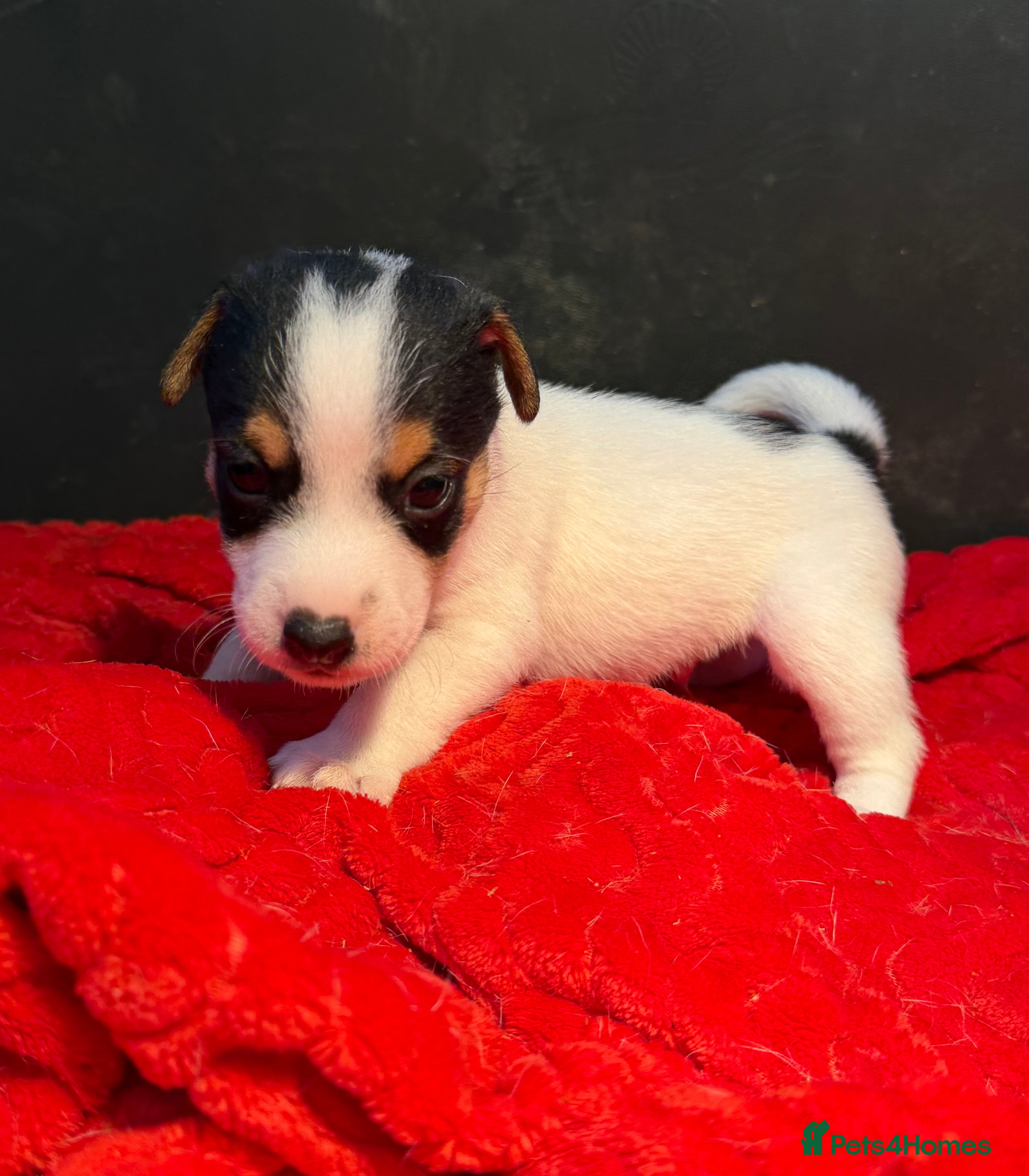 Jack Russell dogs 1 MALE LEFT - Jack Russell puppy  - Advert 2