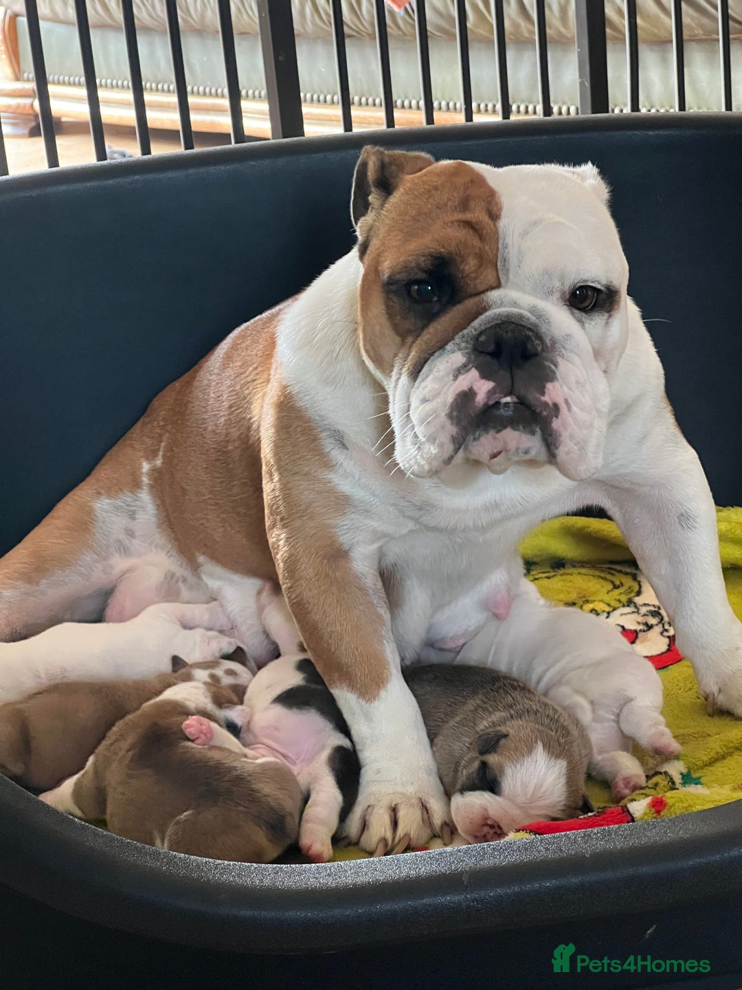 English Bulldog dogs for sale: English bulldogs - Advert 3