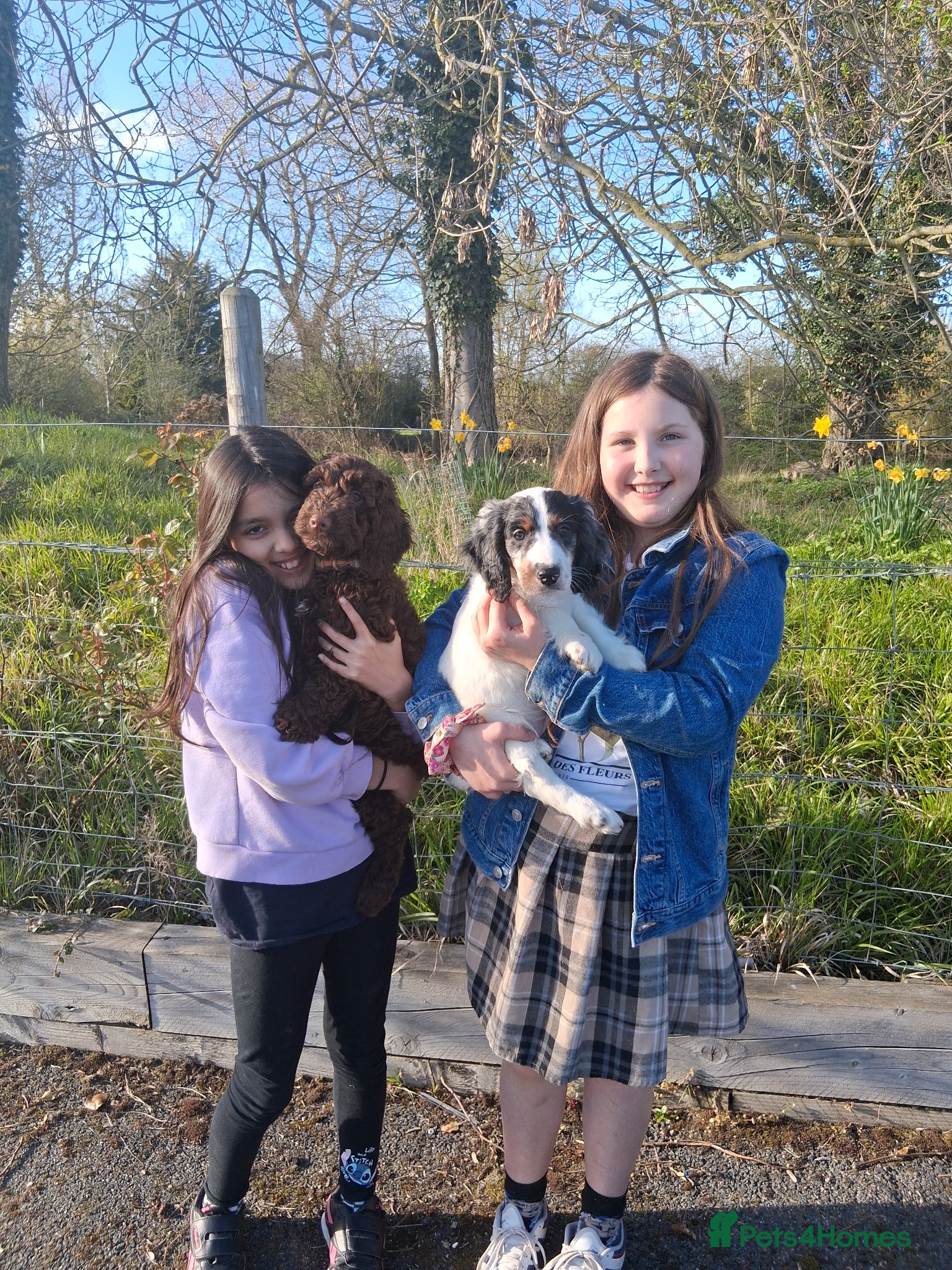 Cockapoo dogs Ready now stunning  last 2 f2b cockerpoo males. - Advert 18