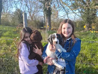 Cockapoo dogs Ready now stunning last 2 f2b cockerpoo males. - Advert 18