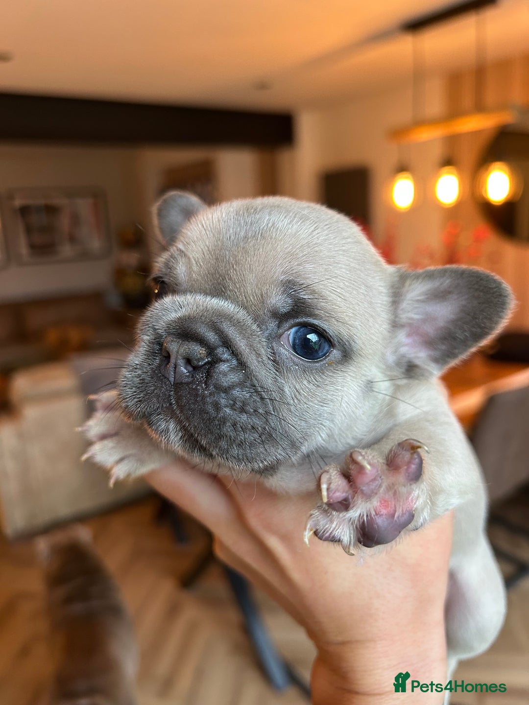 French Bulldog dogs for sale: Frenchies ⭐️ ready 24/12/2025 - Advert 6