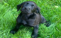 Labrador Retriever dogs for sale: Beautiful lab female puppy  - Image 17