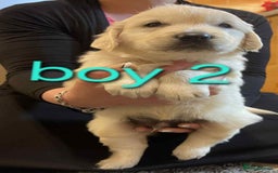 Golden Retriever dogs for sale: 🥰First Class kc Golen Retriever boys🥰 - Image 3