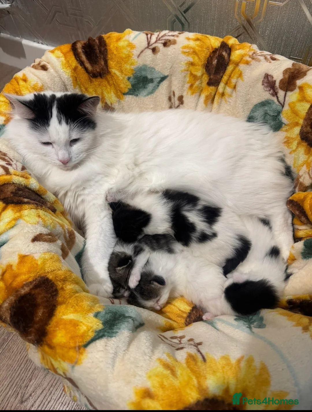 Ragdoll cats for sale: Beautiful Ragdoll kittens - Advert 2