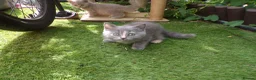 British Shorthair cats for sale: 💜 Precious Litter Of BSH Kittens 💜 - Advert 6