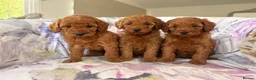 Labradoodle dogs for sale: LICENSED BREEDER F2b miniature labradoodles - Advert 30