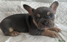 French Bulldog dogs for stud: 5 PANEL HEALTH CLEAR CHARLIE VERY WELL PROVEN! - Image 15