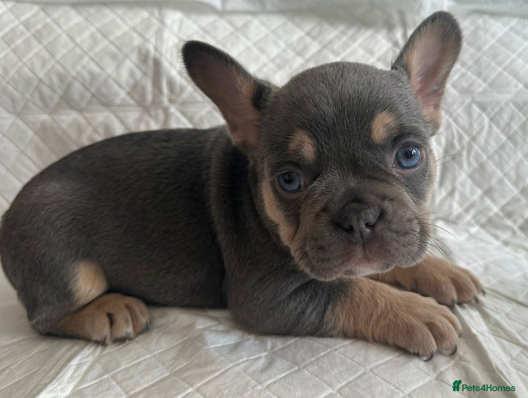 French Bulldog dogs for stud: 5 PANEL HEALTH CLEAR CHARLIE VERY WELL PROVEN! - Image 15