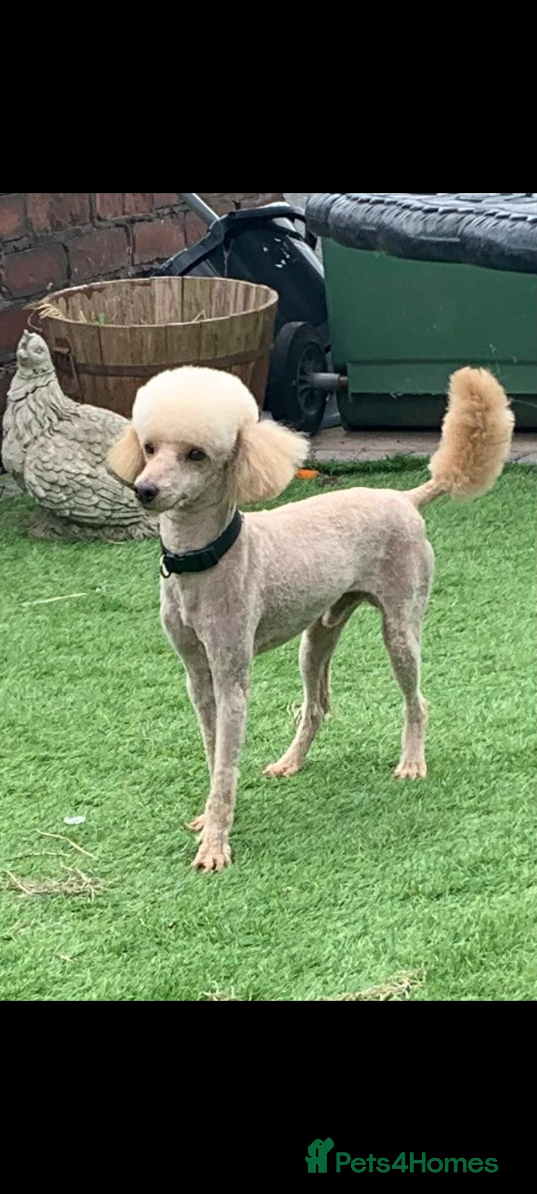 Maltipoo dogs for sale: Maltipoo puppies for sale  - Advert 4