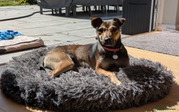 Mixed Breed dogs for adoption: Sweet Margot looking for Love  - Image 2
