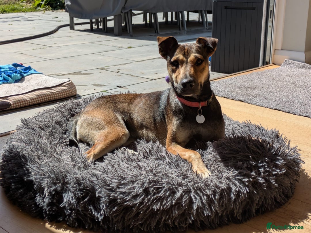 Mixed Breed dogs for adoption: Sweet Margot looking for Love  - Image 2