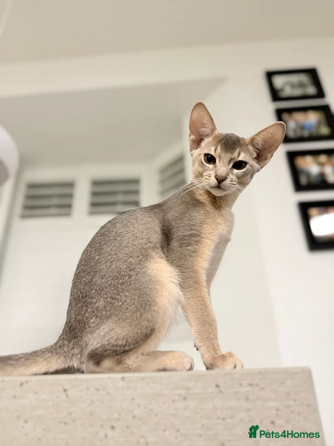 Abyssinian cats for sale: Abyssinian Kittens 🐾 - Advert 1