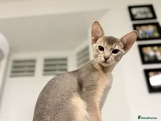 Abyssinian cats Abyssinian Kittens 🐾 - Advert 14