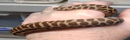 Python Snake reptiles for sale: WheatBelt Stimsons Pythons  - Advert 7