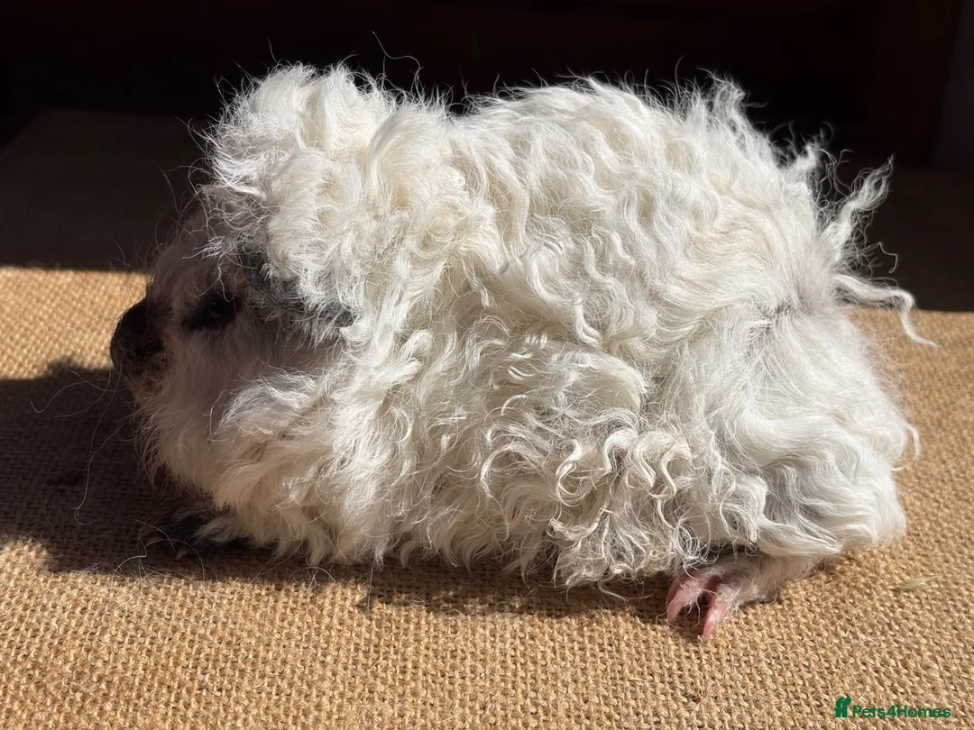 Guinea Pig rodents for sale: Pure bred Lunkarya babies  - Advert 36