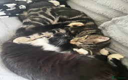 Domestic Shorthair cats for sale: Tabby and Black & white Kitten Ready to go!  - Image 6