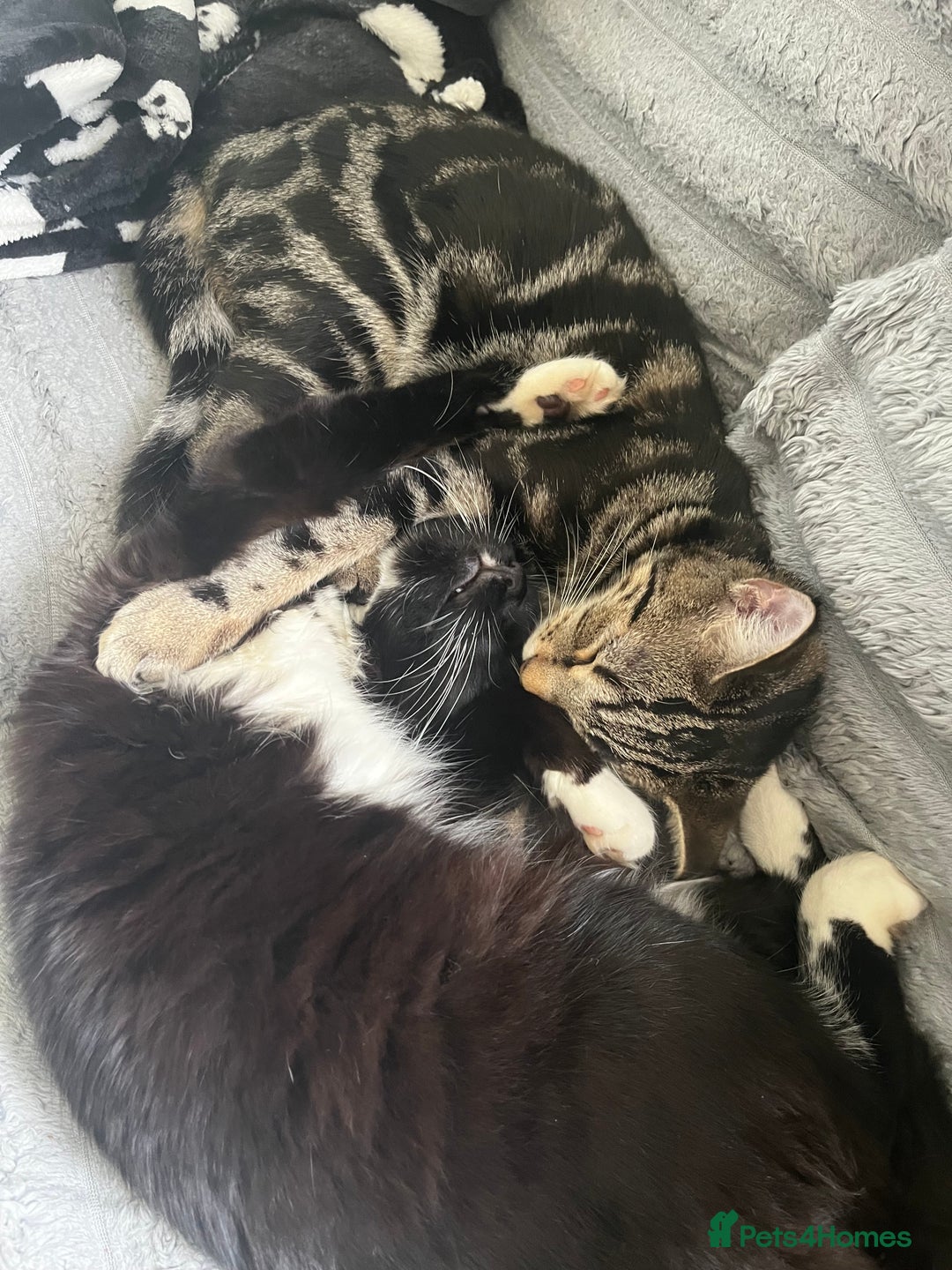 Domestic Shorthair cats for sale: Tabby and Black & white Kitten Ready to go!  - Image 6