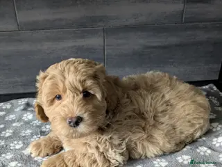 Lhasapoo dogs TEDDY BEAR LHASAPOO - Advert 1