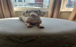 Miniature Dachshund dogs for sale: 🐾 PRICE REDUCED Beautiful miniature dachshunds  - Image 10