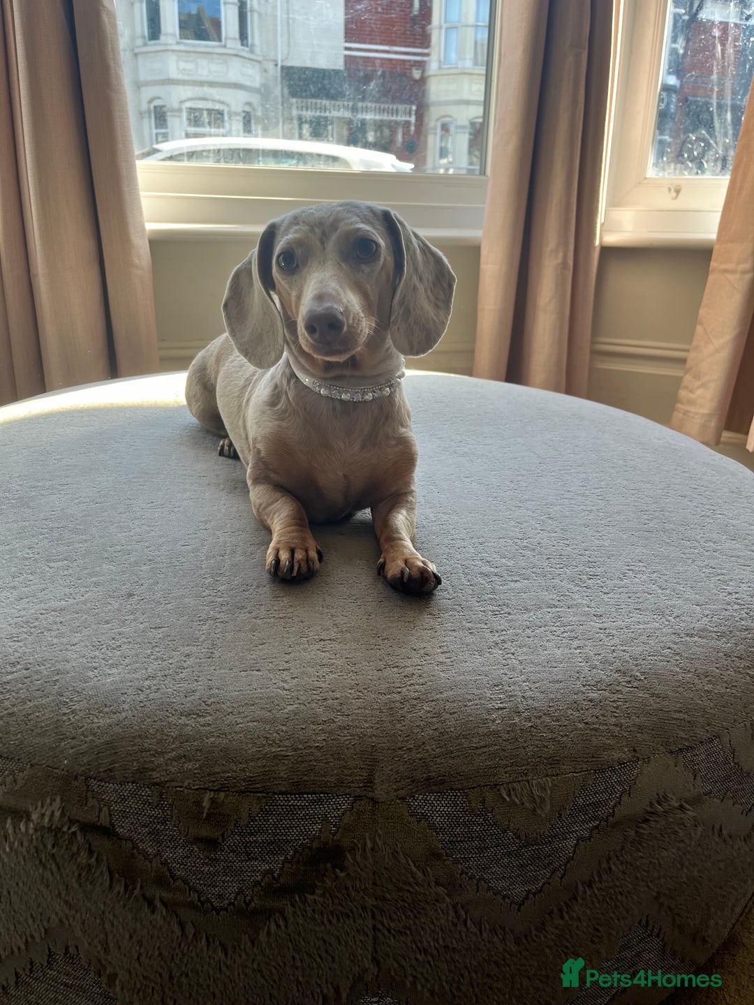 Miniature Dachshund dogs for sale: 🐾 PRICE REDUCED Beautiful miniature dachshunds  - Image 10