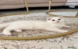 Scottish Fold cats for sale: Scottish Fold Long Hair White - Image 3