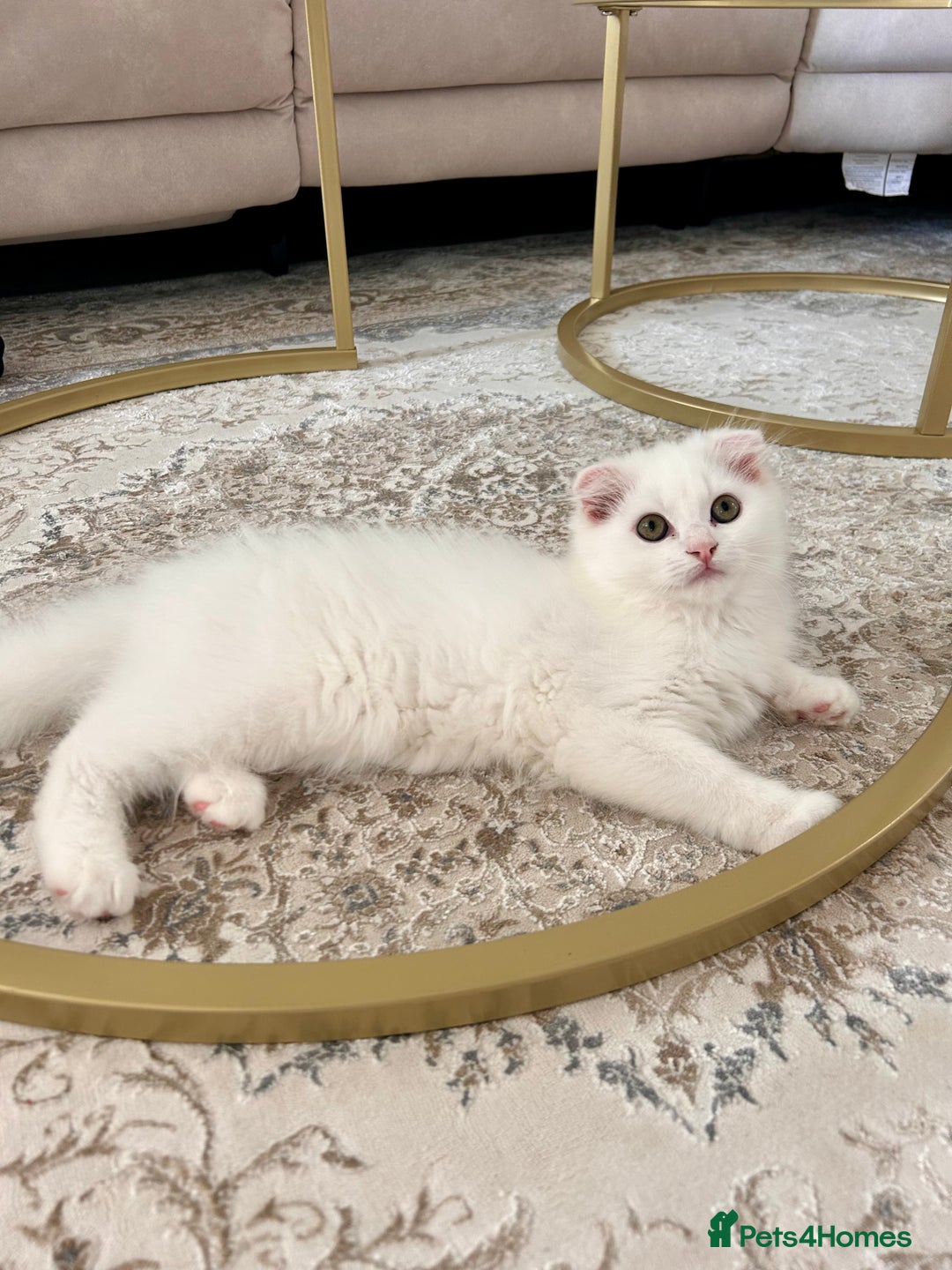 Scottish Fold cats for sale: Scottish Fold Long Hair White - Image 3
