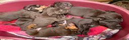Mixed Breed dogs for sale: BEAUTIFUL LABRADOR X GWP X VIZSLA PUPPIES FOR SALE - Advert 17
