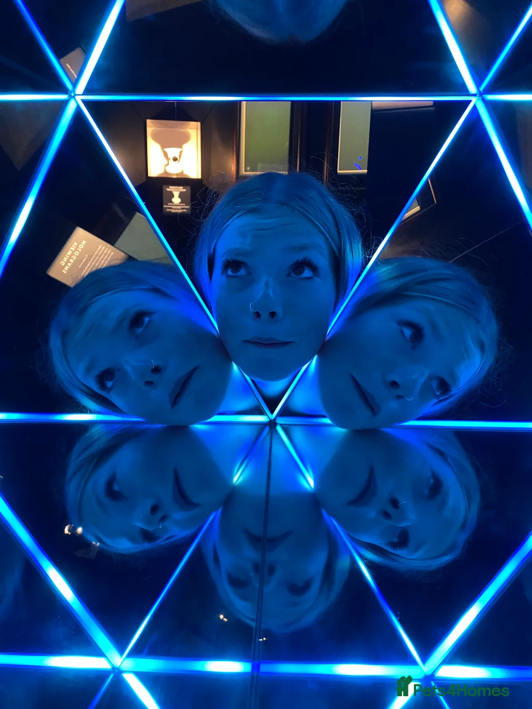 Labrador Retriever dogs for sale: Gorgeous KC registered Labrador puppies  - Advert 15