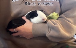 Guinea Pig rodents for sale: Peruvian and short haired sows for sale  - Image 1