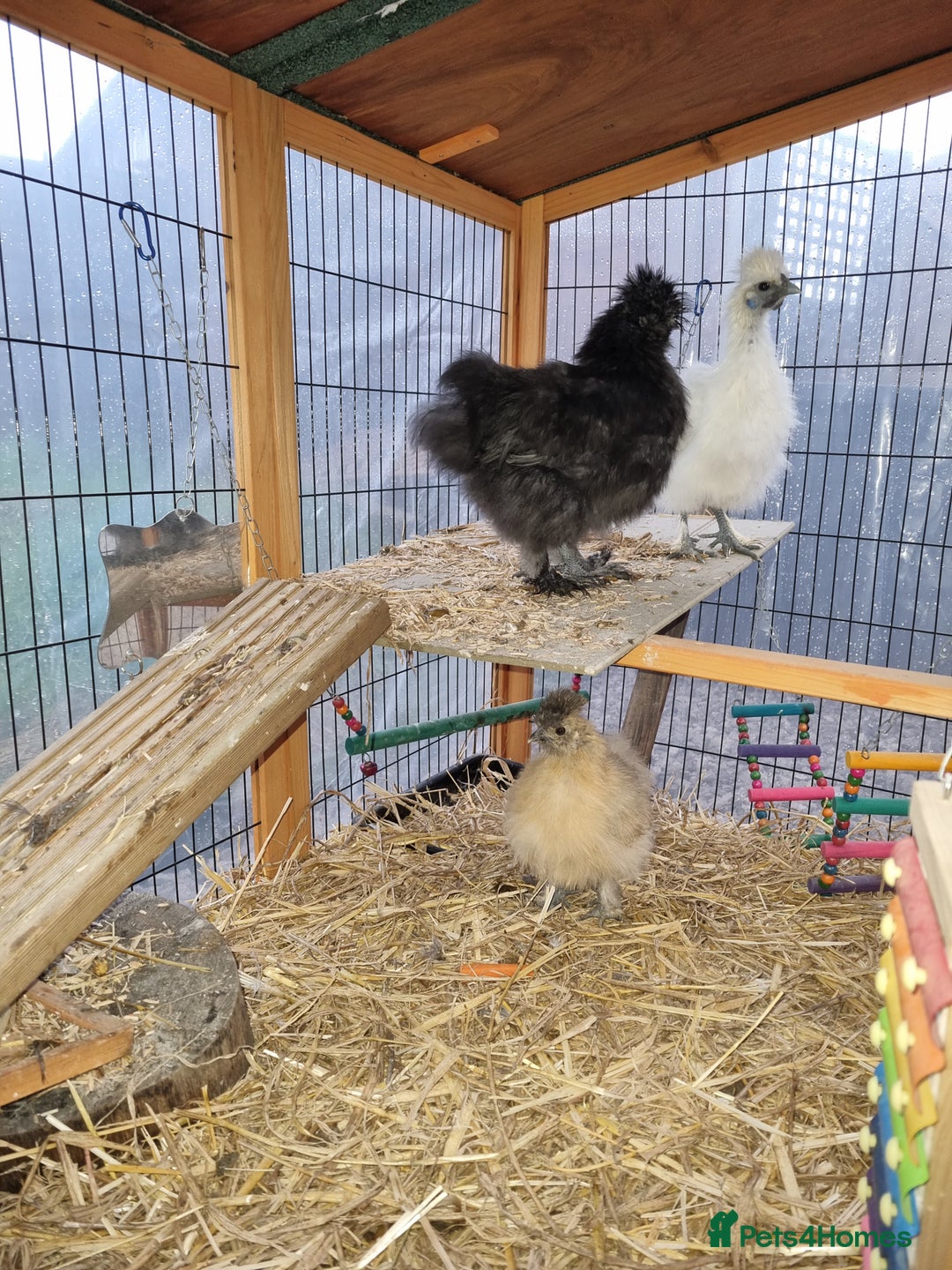 Chickens poultry for sale: Silkie/bantam  - Advert 4