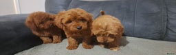 Toy Poodle dogs for sale: Toy poodle - Advert 3