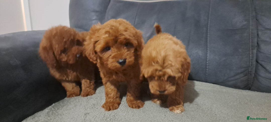 Toy Poodle dogs for sale: Toy poodle - Advert 3