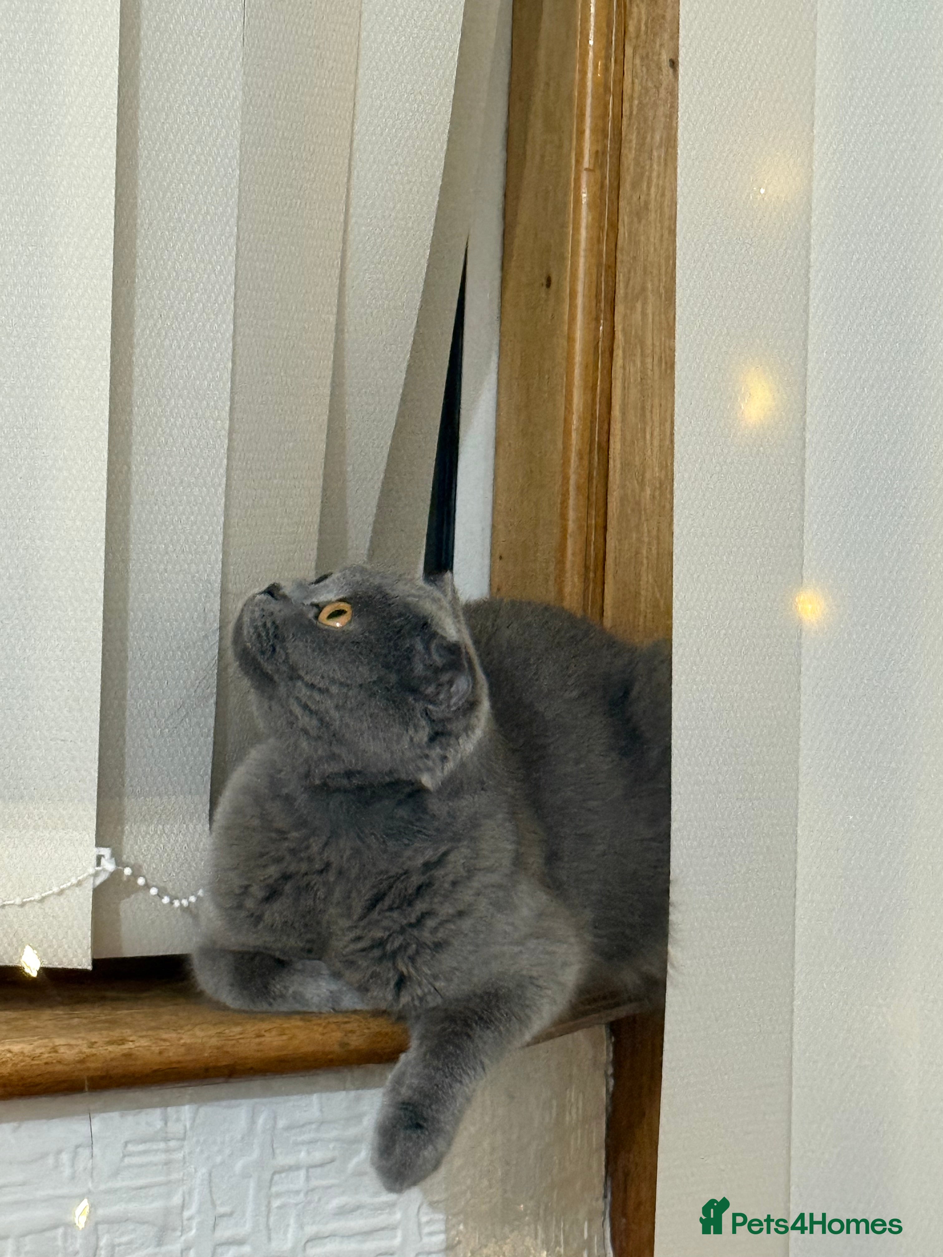 Scottish Fold cats Scottish fold - Advert 2