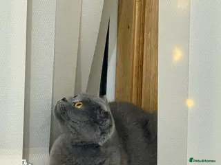 Scottish Fold cats Scottish fold - Advert 2