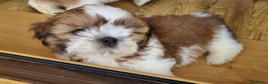 Shih Tzu Puppy 1